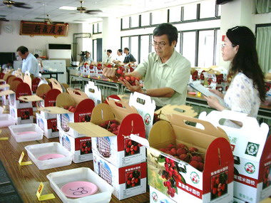 集集農會舉辦糯米荔枝評鑑(圖)