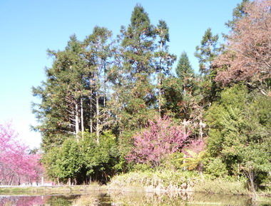 奧萬大4日開放優惠入園(圖)