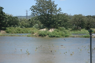 大漢溪生態廊道儼然已形成(圖)
