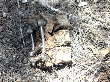 彰濱工業區廢棄軍營後方發現白骨(圖)