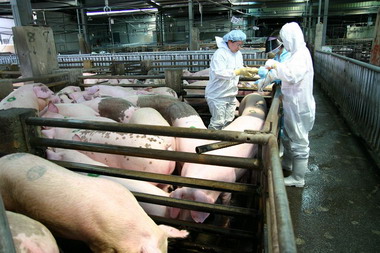 台南市沒有發現疫情監控中請消費者安心(圖)