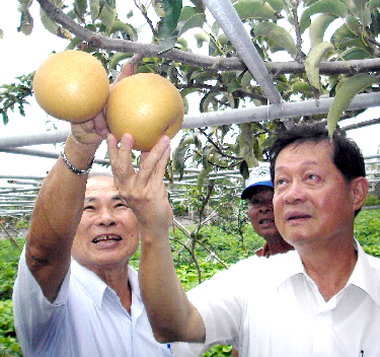 新品種晶圓梨果肉細緻多汁獲好評(圖)
