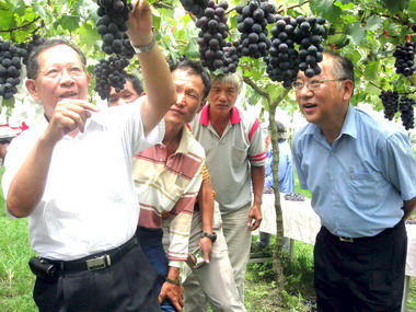 信義舉行優質葡萄示範觀摩會(圖)