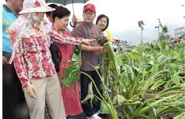 縣長勘查芋頭、紅棗災損狀況爭取補償(圖)