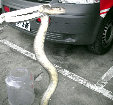 彰縣消防局捕獲兇猛眼鏡蛇(圖)