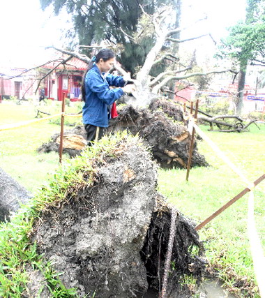 莫拉克颱風吹倒鹿港老樹(圖)