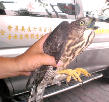 彰縣消防局搶救野生保育鳳頭蒼鷹(圖)