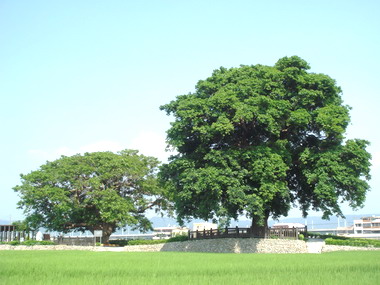 都市綠寶石珍貴樹木保育研習熱烈展開(圖)