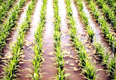 瀕危台灣水蕹目前計畫大量復育(圖)