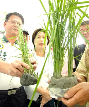 稻田補助慢半拍  農民不滿抗議(圖)