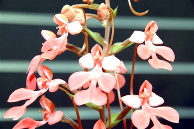 蘭花新花品種特展即日起展出(圖)