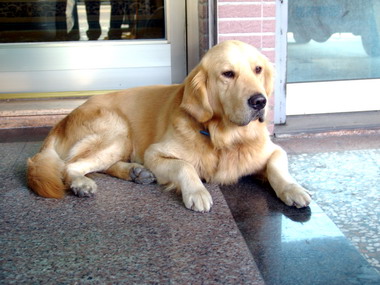 寵物登記費優惠減免措施即日起施行(圖)