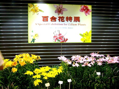 百合花特展即日起展出(圖)