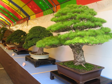 大里市國光花市舉辦盆栽展(圖)