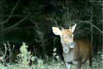 玉管處辦理大型哺乳動物監測調查成果發表(圖)