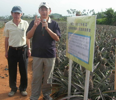 名間鄉辦理鳳梨合理化施肥示範成果觀摩會(圖)