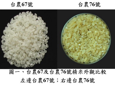 保健米的新寵  水稻台農76號「黃金米」(圖)