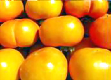 南庄山水節活動甜柿登場(圖)