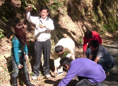 九降風起楊長鎮邀鄉親撿油桐花籽(圖)