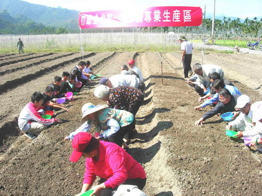 魚池頭社活盆地將打造為第一老菜脯專業區(圖)