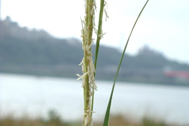 挖子尾溼地發現外來種縣府清除監控(圖)