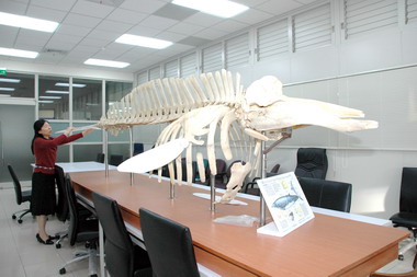 竹縣25日辦鯨豚生態教育展(圖)