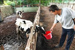 撿牛糞做肥料 陳清潭搶商機(圖)