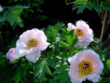 牡丹花花館將於11月27日休館一天(圖)