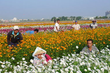 第二波花海開園 大寮、橋頭五彩迎賓(圖)
