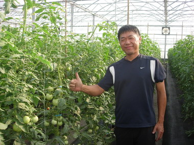 林清鶴搭溫室生產番茄有成(圖)