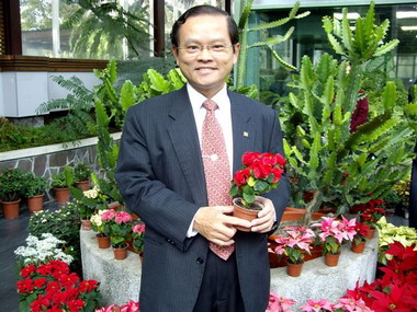 麒麟花與聖誕紅的因緣 聖誕佳節繽紛登場(圖)