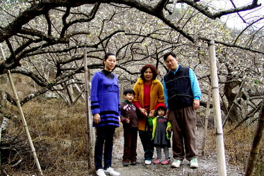 信義鄉梅花盛開賞花遊客如織(圖)