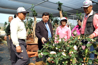邱鏡淳推銷寶山茶花(圖)