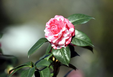 苗栗23日辦三灣茶花節(圖)