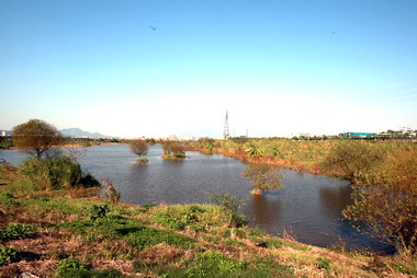 周錫瑋視察大漢溪浮洲橋下游人工溼地工程(圖)