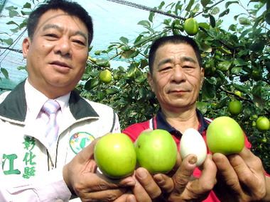 蜜棗比雞蛋還大入園試吃全免費(圖)