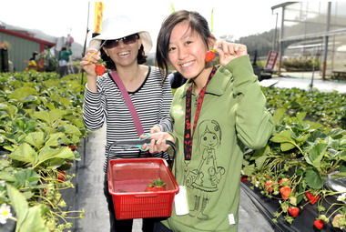 響應安全農業率先推動優質認證農園標章(圖)