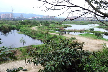 城林人工溼地 冬季賞鳥新據點(圖)
