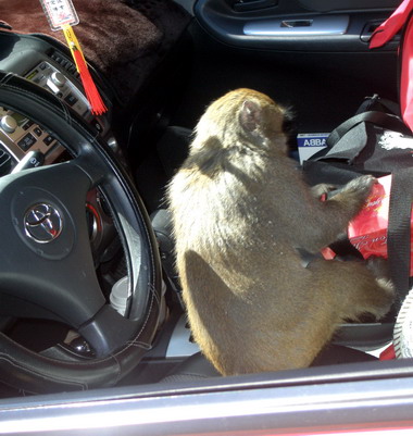 玉管處展開禁止餵食野生動物取締與宣導(圖)