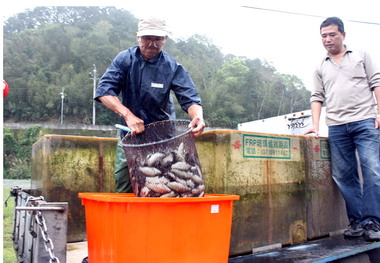 苗栗野放鯽魚維護好山好水好生態(圖)