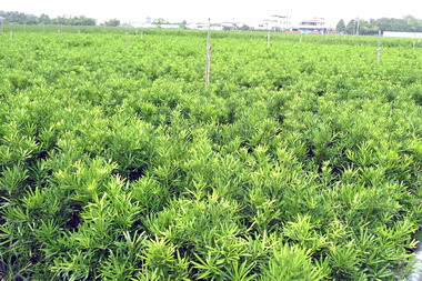 林管處12日辦植樹節活動(圖)