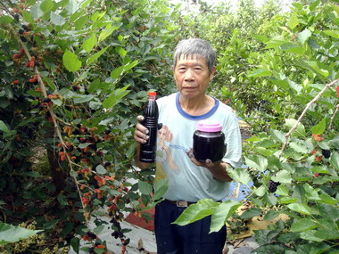 大里桑椹園  開放採果(圖)