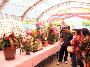 全國春季蘭花大展   驚豔全場(圖)