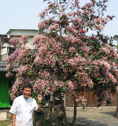太平市古農莊煙火花十分炫麗(圖)