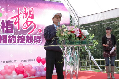 阿里山櫻花季(圖)