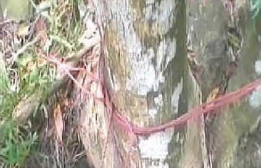 男性白骨陳屍山區草叢身分待指認(圖)