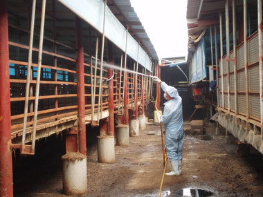 肉羊罹患羊痘已完成防疫處理(圖)
