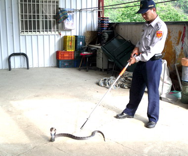 眼鏡蛇侵入民宅員警將之野放(圖)