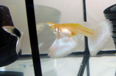 宜蘭綠博孔雀魚競賽美豔登場(圖)