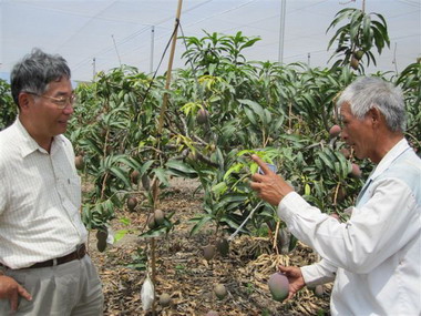 枋山全台首創網式栽培芒果媲美太陽之子(圖)